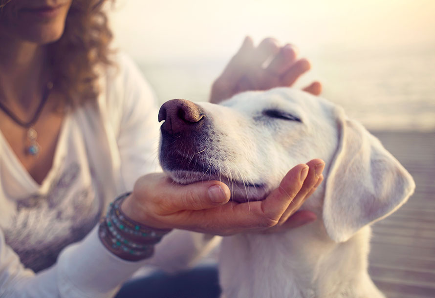 イメージ:愛犬との暮らしを、より豊かに