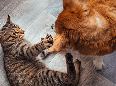 イメージ:愛犬との暮らしを、より豊かに