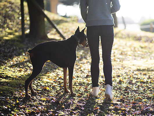 イメージ:愛犬との暮らしを、より豊かに